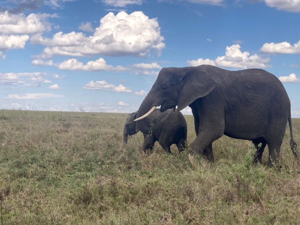 TARANGIRE EXPRESS – DAY TRIP (RESIDENT PACKAGE)