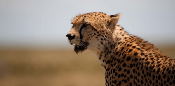 7 Days Northern Tanzania Safari and Culture Tourism