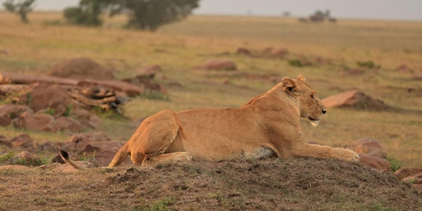 3 Days Tanzania Lodge Safari Tarangire & Ngorongoro Crater