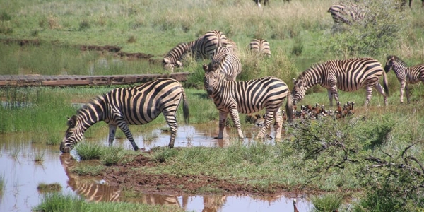 6-Day Tanzania Lodge Safari Tarangire • Serengeti • Ngorongoro Crater • Lake Manyara