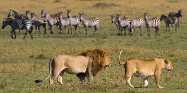 4 Days Tanzania Lodge Safari Tarangire, Serengeti & Ngorongoro Crater