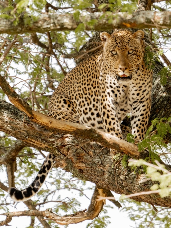 5 Days Best of Tanzania Wildlife Safari with Cultural Tour