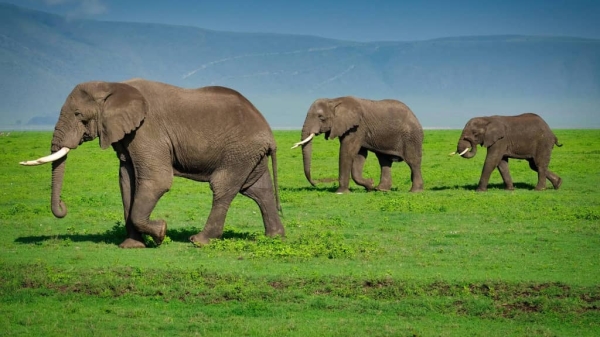 4 Days Optimal Safari Adventure