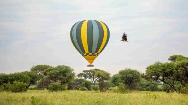 5  Day Fly-In Serengeti , Ngorongoro Crater &  Tarangire Luxury Safari