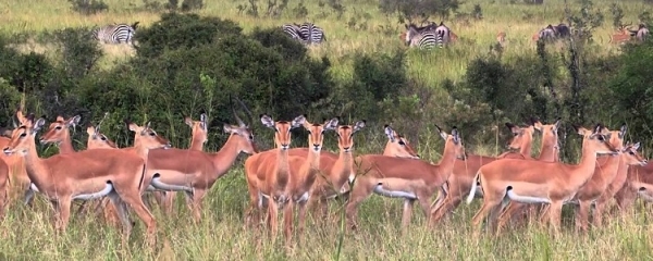 2 Days Safari To Mikumi National Park