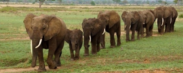 3 Days Mikumi Safari From Dar Es Salaam Airport