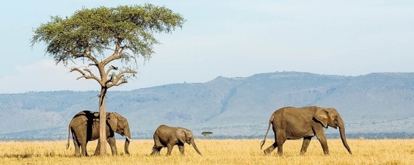 3 Day Mikumi & Udzungwa Mountain Safari