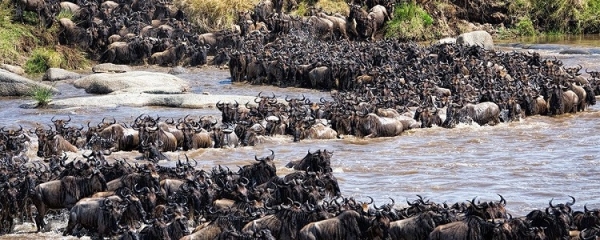 8 Day Safari serengeti wildebeests migration & Ngorongoro crater