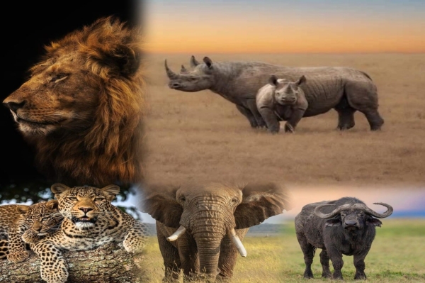 5 Days Tanzania Big Five Safari