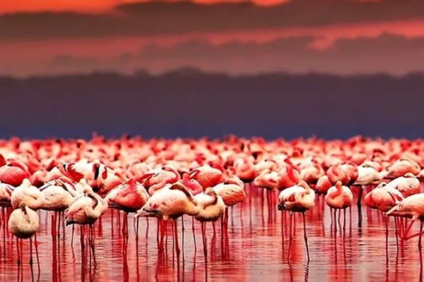 2 Days Lake Natron and Ol Donyo Lengai Tour