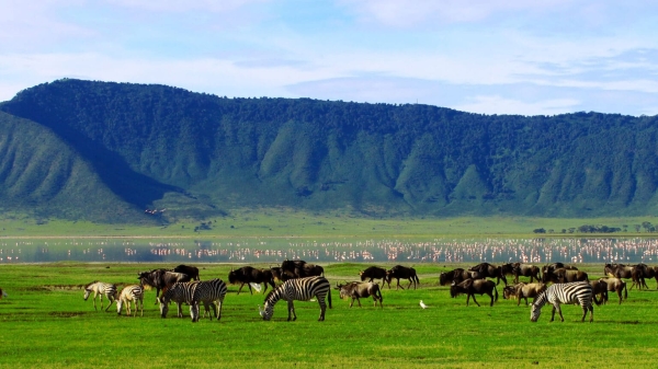 Ngorongoro Crater Day Tour (Day Trip)