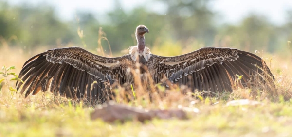 Unforgettable 6-Day Tanzania Safari Adventure