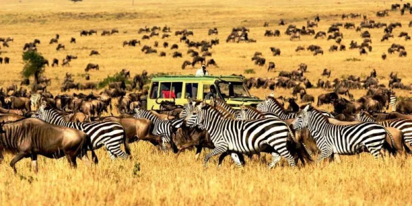 3 Days Tanzania Classic Safari