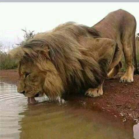 8 Days Tanzania Budget Camping Safari