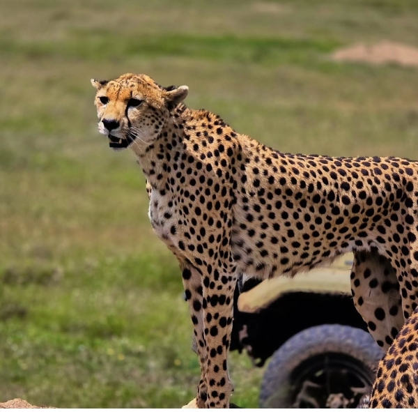 3-Day Serengeti & Ngorongoro Safari (Residents Only)
