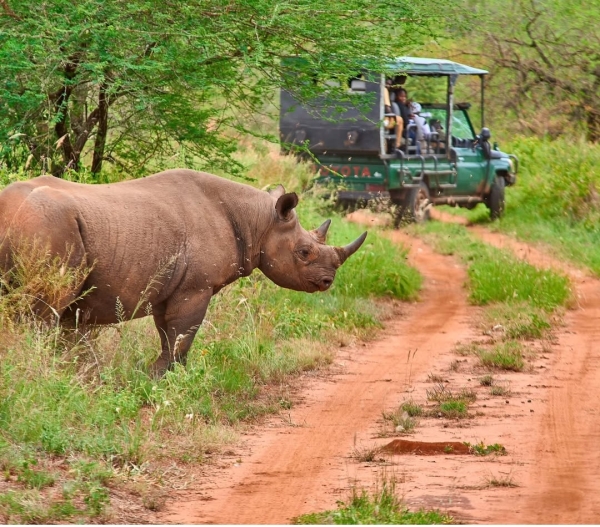 1 Day Mkomazi National Park