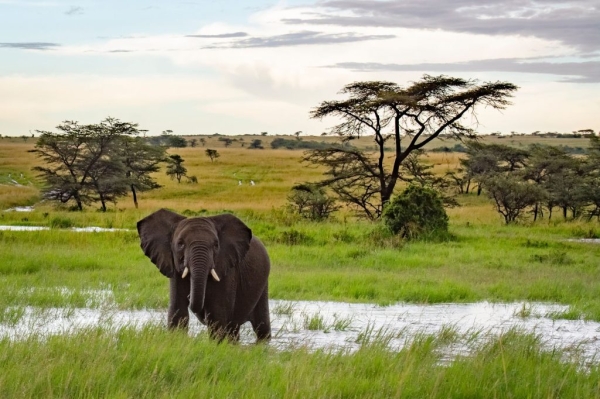 5 Days, 4 Nights Tanzania Safari