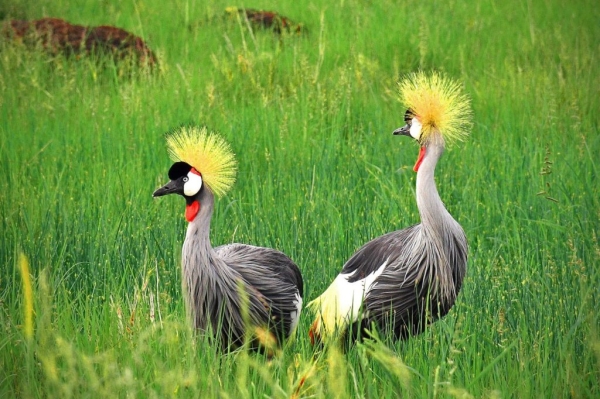 9 Days, 8 Nights Tanzania Safari