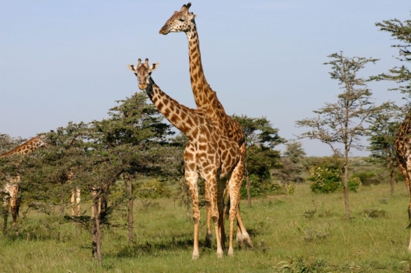 13 Days, 12 Nights Tanzania Safari & Zanzibar Beach Holiday