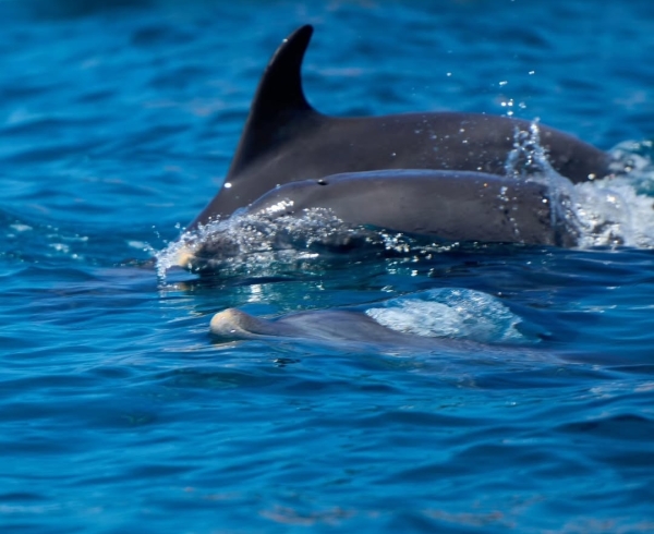 💎 Mnemba Island Ocean Bliss – Premium Snorkeling & Dolphin Experience