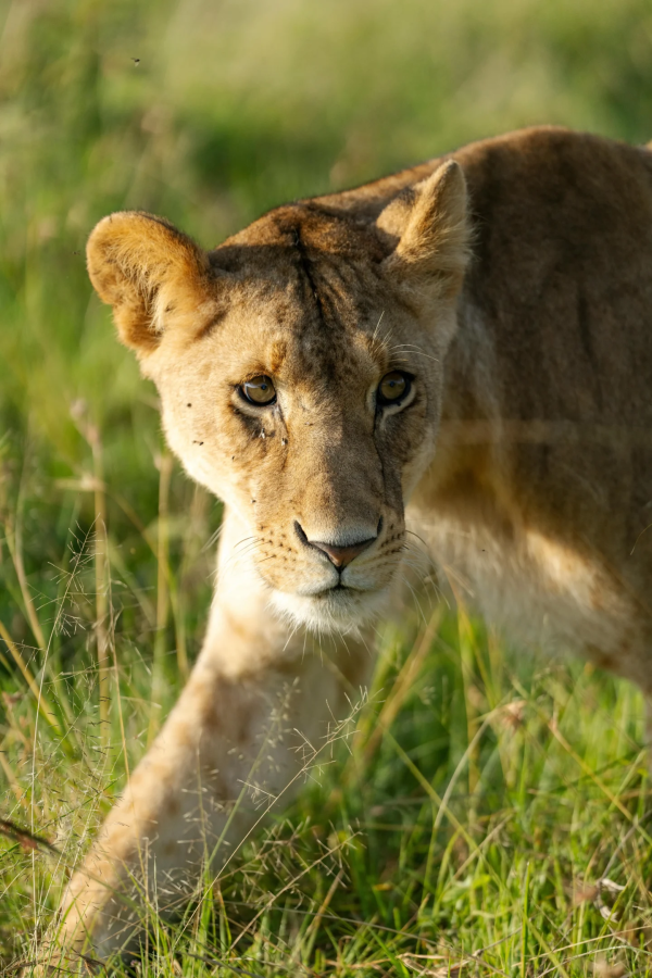 5 Days Camping Safari Tarangire – Serengeti – Ngorongoro Crater – Maasai Village Experience