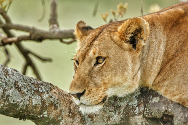 Tanzania: Africa’s Lion Capital and Home to the World’s Largest Lion Population