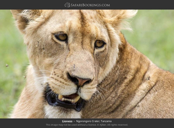 7-Day Safari in Tanzania