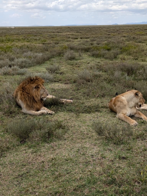 Northern Tanzania Signature Safari 6 Days of Untamed Beauty & Big Five Encounters