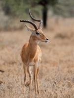 5-Day Safari in Tanzania