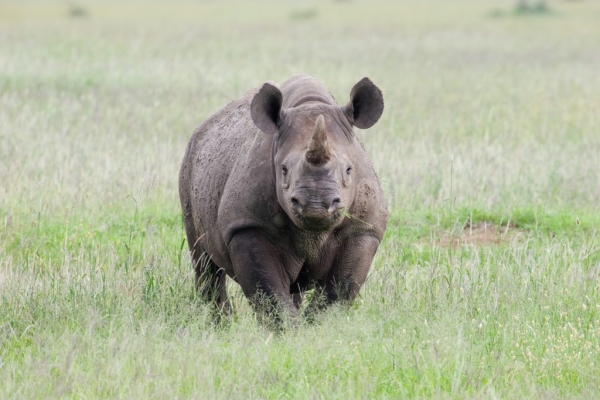 Best Budget Safari in Tanzania: Affordable African Wildlife Packages