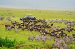 Safari Packages