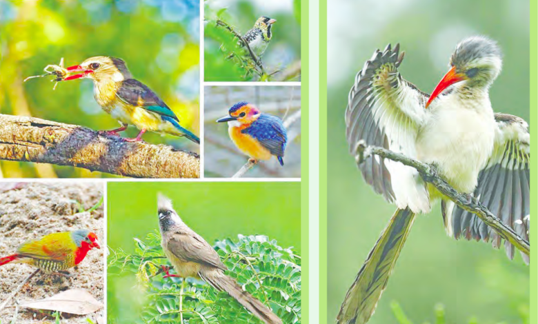While Humans Queue for Passports, Birds Follow the Wind – Lessons from Nature