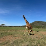 5-Day Safari in Tanzania