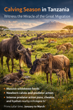 Calving Season in Tanzania