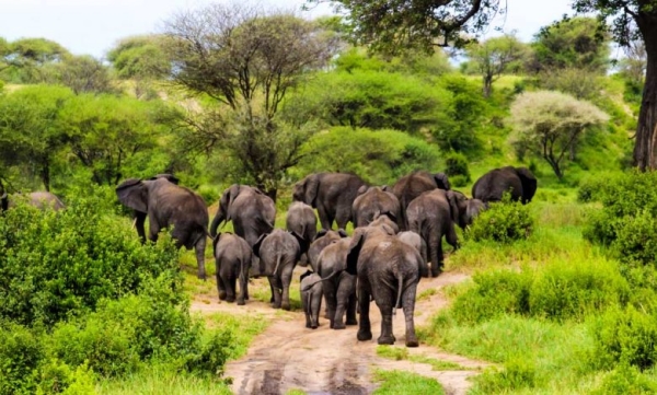 Tanzania Celebrates World Wildlife Day 2026