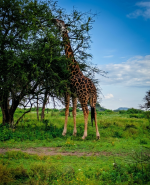4-Days Flying Safari Tarangire, Manyara & Ngorongoro Tour