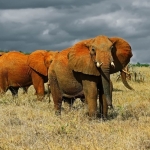 4- Days Fly in Safari Ruaha Big Cats Break