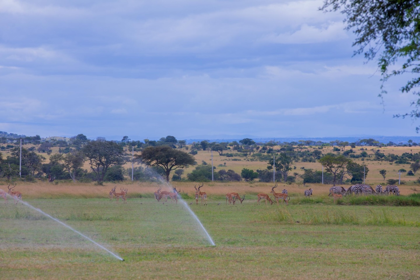 Serengeti Golf Course Emerges as New Frontier for Sports Tourism in Tanzania