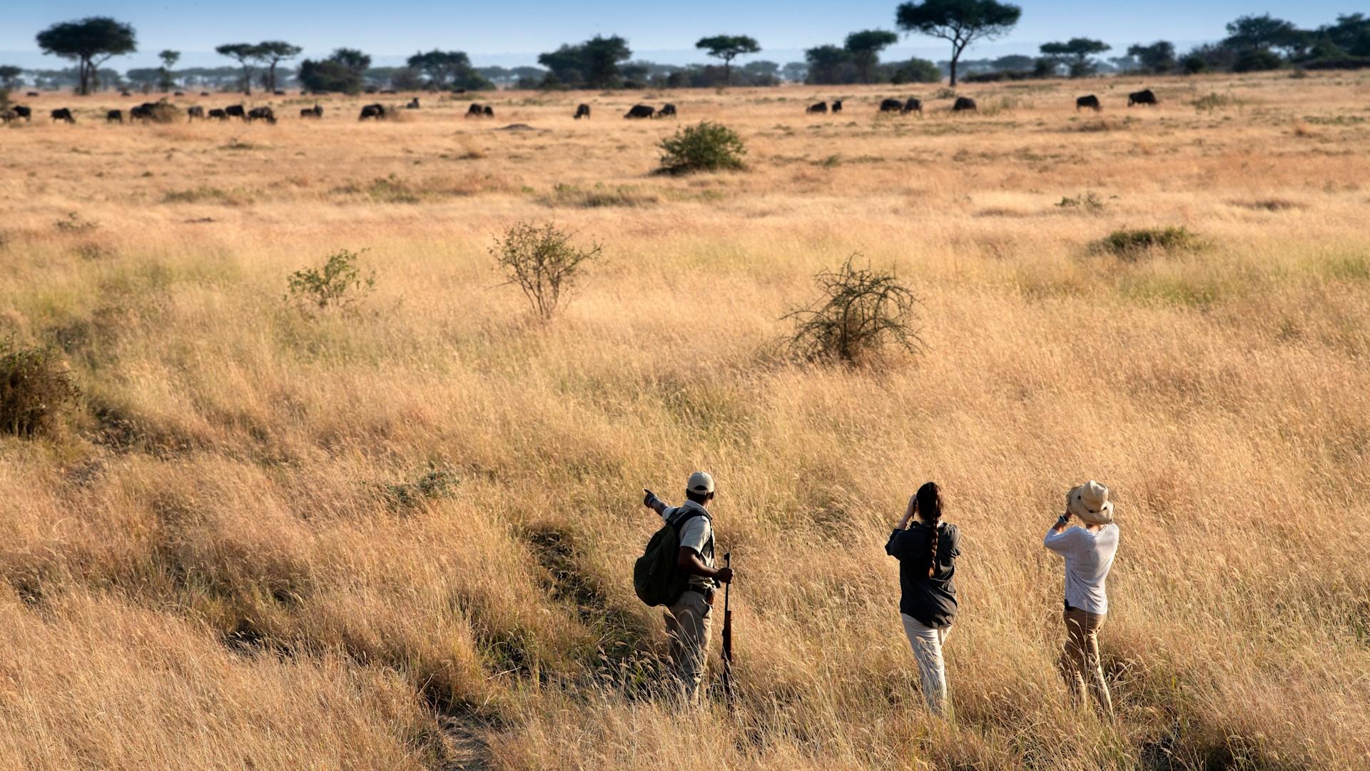 Inside Tanzania’s Walking Safaris: The Untapped Experience Redefining Wildlife Tourism