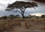 Tanzania: Africa’s Lion Capital and Home to the World’s Largest Lion Population