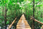 Tanzania Invests TSh 578 Million to Upgrade Tanga’s Mangrove Boardwalk for Eco-Tourism Growth