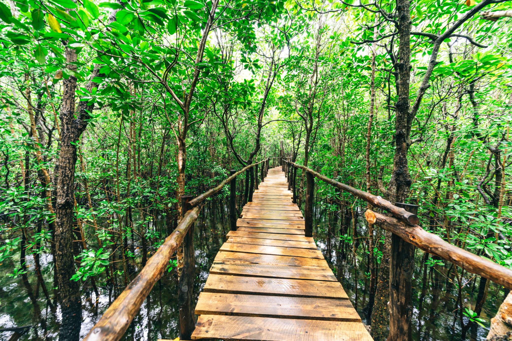 Tanzania Invests TSh 578 Million to Upgrade Tanga’s Mangrove Boardwalk for Eco-Tourism Growth