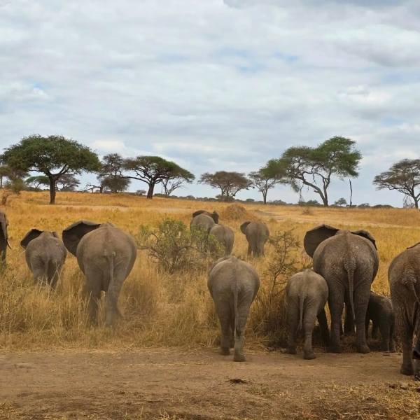 TARANGIRE NATIONAL PARK TO OPEN NEW LEMIYONI GATE TO BOOST TOURISM AND COMMUNITY BENEFITS