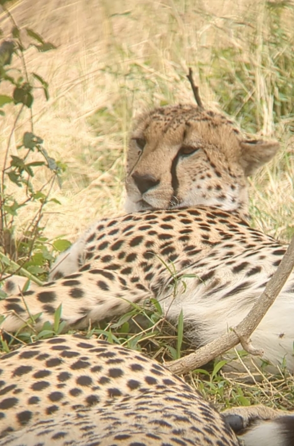 4 days WILDLIFE WONDERS